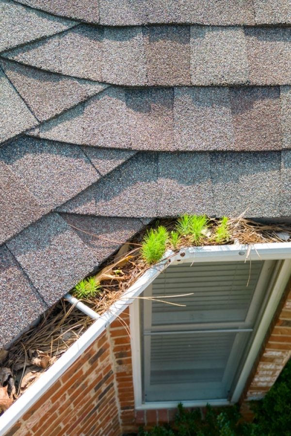 Small,Trees,Begin,Growing,In,Metal,Gutters,Clogged,With,Leaves